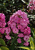 Phlox paniculata 'Fridjof'