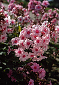 Phlox paniculata