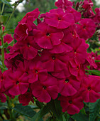 Phlox paniculata