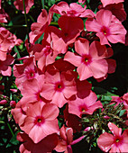 Phlox paniculata