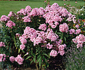 Phlox paniculata