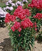 Phlox paniculata 'Juliglut'