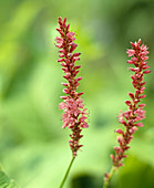 Polygonum amplexicaule