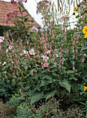 Polygonum amplexicaule