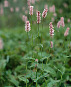 Polygonum bistorta 'Superbum'