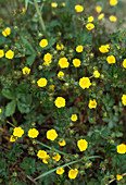 Potentilla crantzii