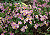 Primula Vulgaris Ssp. sibthorpii