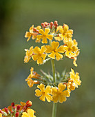 Primula bulleyana