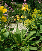 Primula japonica