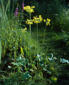 Primula florindae