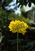 Primula florindae