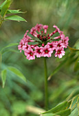 Primula japonica carminea