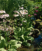 Primula pulverulenta