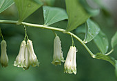 Polygonatum macranthum 'Weihenstephan'