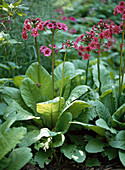 Primula bullesiana