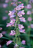 Penstemon hybr. 'Sour Grapes'