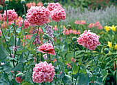 Papaver paeoniflorum 'Pink Paeony' / Mohn