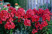 Phlox paniculata 'Juliglut'