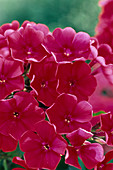 Phlox paniculata 'Starfire'