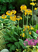 Primula bullesiana