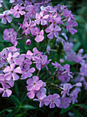 Phlox stolonifera 'Homefire'