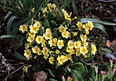 Primula vulgaris