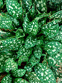 Pulmonaria