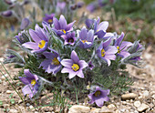 Pulsatilla hybrid