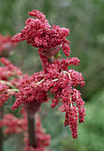 Rheum palmatum 'Tanguticum'