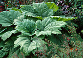 Rheum palmatum