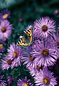 Aster (Herbstaster) mit Schmetterling