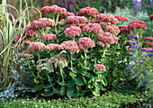 Sedum telephinum,