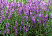 Salvia nemorosa 'Blue Hill'