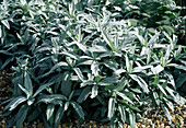 Artemisia ludoviciana var. Albula
