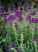 Salvia horminum 'Claryssa'