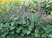 Salvia chionantha