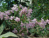 Saponaria x Lempergii 'Free'