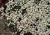 Saxifraga arendsii