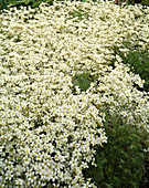 Saxifraga trifurcata