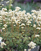 Saxifraga paniculata