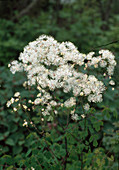 Thalictrum aquilegifolium 'Alba'