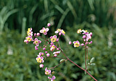Thalictrum rochebrunianum