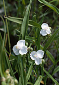 Tradescantie X andersonii