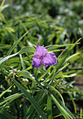 Tradescantie