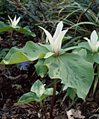 Trillium sessile