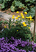 Trollius europaeus