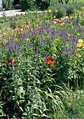 Veronica longifolia