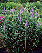 Veronica spicata