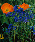 Veronica teucrium 'Bright Blue'