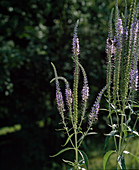 Veronica longifolia